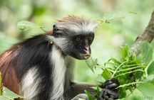 Zanzibar : jozani forest and sea turtles sanctuary tour