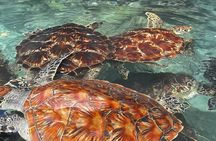  Jozani Forest ,mtende beach and Sea Turtles Sanctuary tour 