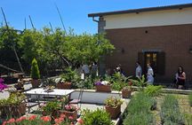 Pompeii : Oil and Wine Tasting Tour with Premium Lunch