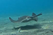 Scuba Diving for Beginners in Limassol Amathus Ruins