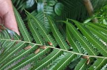 Ubud: Balinese Village Life, Organic Farm Dinner and Firefly Tour