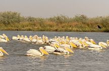 2-Days Thies, St Louis and Djoudj Park or “Langue de Barbarie" Safari from Dakar