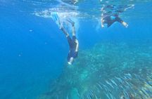 Turtle and Dolphin Watching Kayaking and Snorkeling Tour