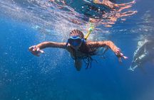 Turtle and Dolphin Watching Kayaking and Snorkeling Tour