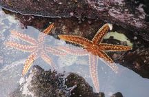 Coastal Hike in Zapallar and Cachagua Nature and Gastronomy