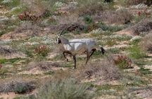 Mountain Hiking Experience in Nature Reserve Madinah