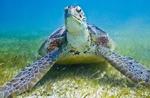 Private Turtle Snorkel Adventure in Akumal