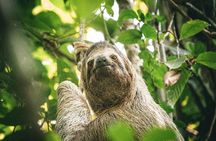 Wildlife & Waterways: Jaguar Rescue & Tortuguero Canals Tour