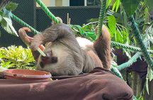 Wildlife & Waterways: Jaguar Rescue & Tortuguero Canals Tour