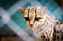 Wildlife & Waterways: Jaguar Rescue & Tortuguero Canals Tour