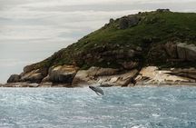Whale Watching Cruise from Tidal River
