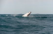 Whale Watching Cruise from Tidal River