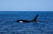 Whale Watching Cruise from Tidal River