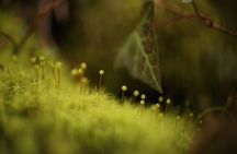 Japan Serene Valley Moss Walk and Tea Ceremony-One day homestay
