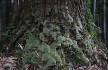 Home Experience: Tea Ceremony & Moss Garden Walk (Day Trip)