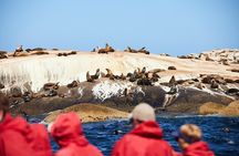 Whale Watching Cruise from Tidal River