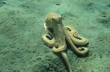 Scuba Diving for Beginners in Limassol Amathus Ruins