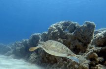 Scuba Diving for Beginners in Limassol Amathus Ruins