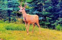 Best of Banff: A Signature 3-Hour Journey Through the Rockies