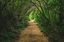 Sloths & Limón Highlights: Wildlife & Culture Tour