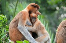 Brunei Mangrove River Safari