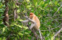 Brunei Mangrove River Safari