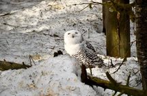 Ranua Zoo: Explore the Arctic Wildlife with Buffet Lunch