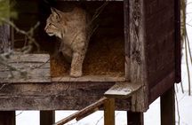 Ranua Zoo: Explore the Arctic Wildlife with Buffet Lunch