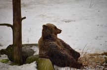 Ranua Zoo: Explore the Arctic Wildlife with Buffet Lunch