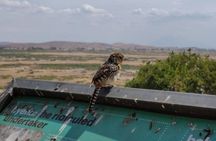 Amboseli National Park Day Tour from Nairobi