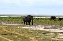 Amboseli National Park Day Tour from Nairobi