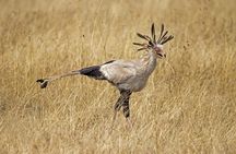 3Days Maasai Mara Migration Safari