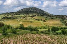 Wine tasting in Mamoiada Cannonau from historic vineyards