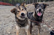 Anchorage's Authentic Dog Sledding Experience