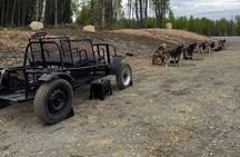 Anchorage's Authentic Dog Sledding Experience