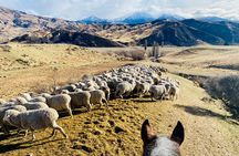 Gold Discovery Trail Horse Trek Cardrona - Most popular!