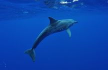 Whale Watching at TAHITI with Tahiti Snorkeling and Whale tour