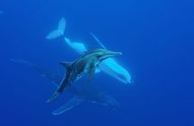 Shared whale watching tour TAHITI
