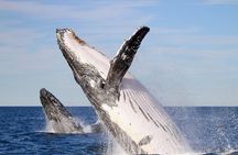 Humpback Whale Encounter Tour from Newcastle