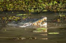 Spectacular Jumping Crocodile Cruise with Darwin Transfer Bus