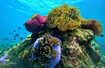 Island Chillax Hideaway: Snorkeling & Sunset BBQ [MAX 12 PAX]