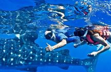 Swim with Whale Shark from Cancun