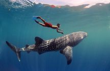 Swim with Whale Shark from Cancun
