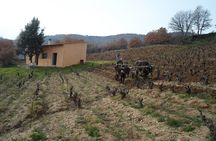Wine tasting in Mamoiada Cannonau from historic vineyards