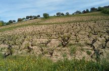 Wine tasting in Mamoiada Cannonau from historic vineyards