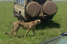5-Days Masai Mara Lake Nakuru Naivasha Budget Safari