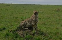 5-Days Masai Mara Lake Nakuru Naivasha Budget Safari