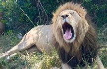 5-Days Masai Mara Lake Nakuru Naivasha Budget Safari