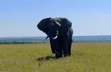 5-Days Masai Mara Lake Nakuru Naivasha Budget Safari