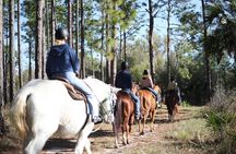 1 Hour Guided Horseback Trail Ride Rock Springs Run State Reserve